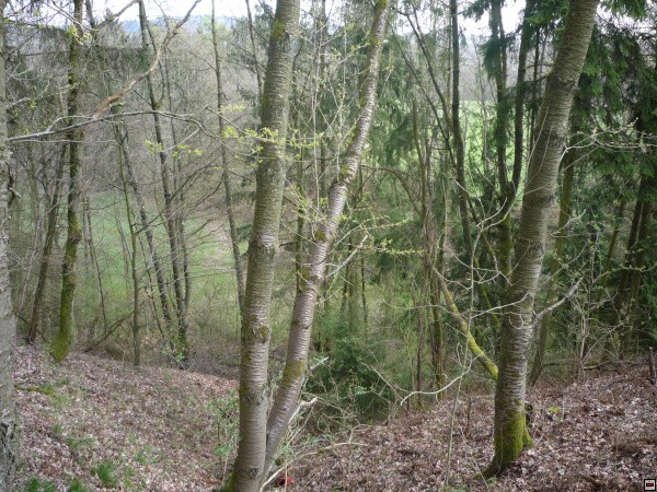 img00005.jpg